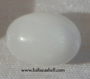 clam natural pearl indonesia
