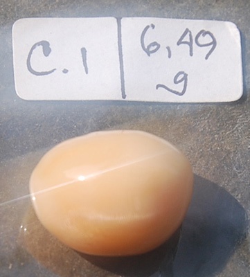 cassis cornuta pearl natural